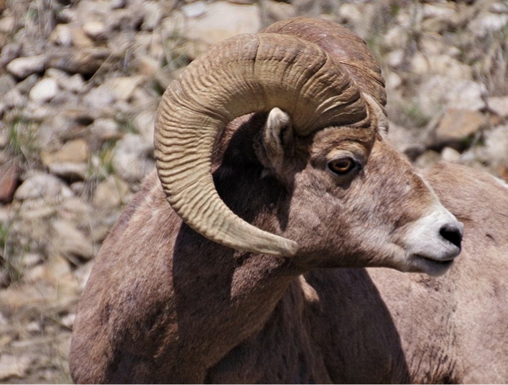 Nature In Class B By Ronald D'Amico For Bighornjpg MAY-2019.jpg